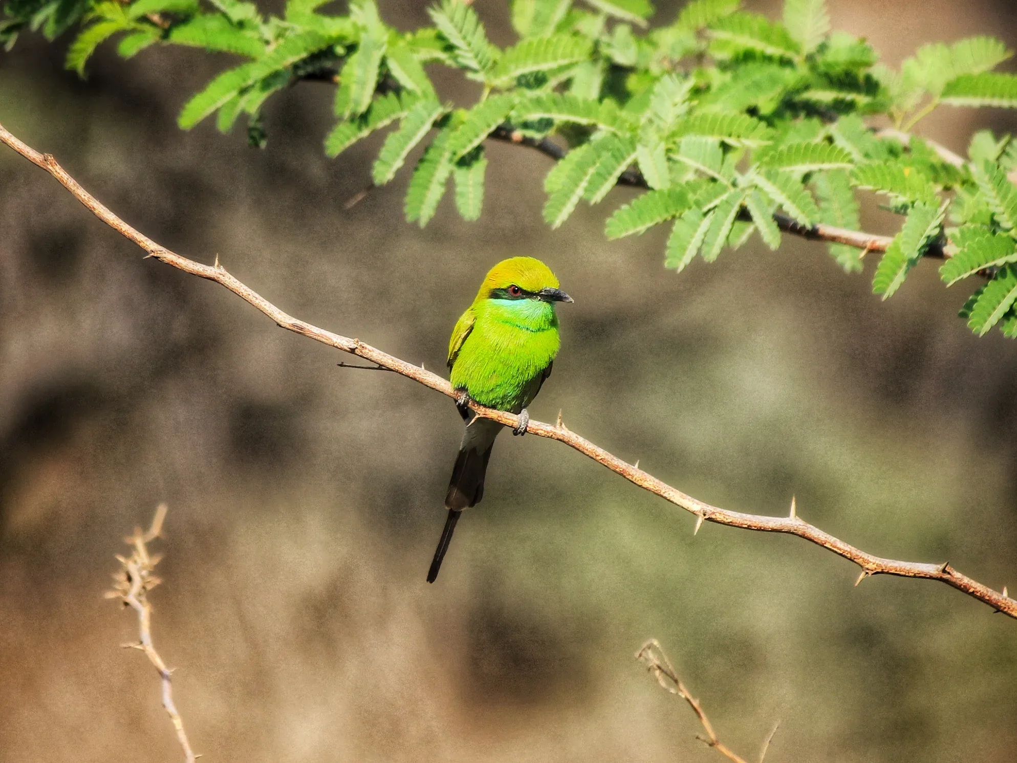 Sanjay Van, New Delhi